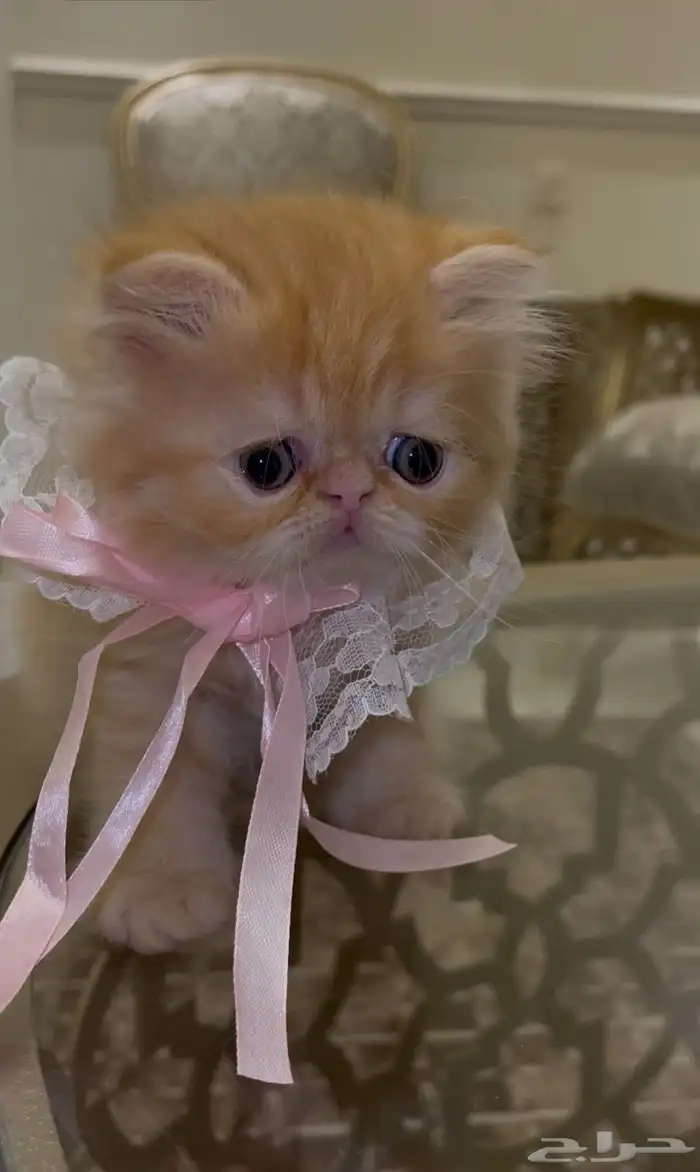 كتن بيكي فيس جميلة من اباء مستوردين عيون مستديرة فيس بريء 0