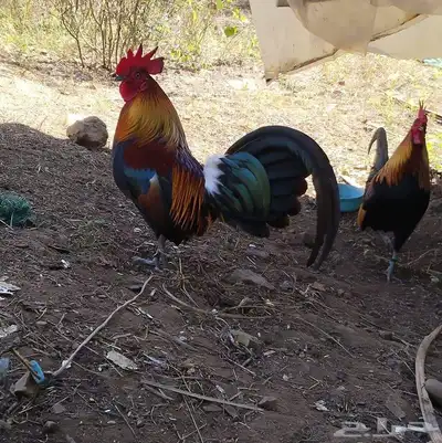 دجاج عربي أصيل 6
