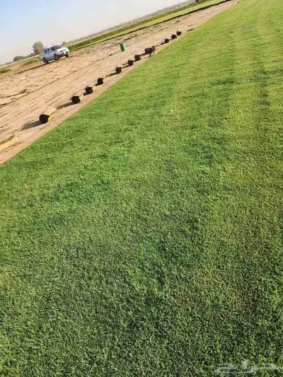 إنجيلة سي الفين طبيعي درجه اولى 5