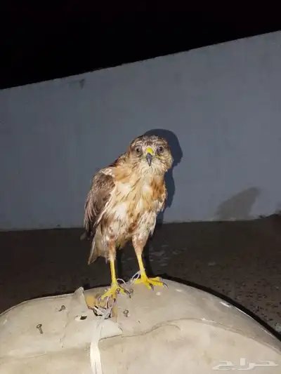 عقاب للبيع 2