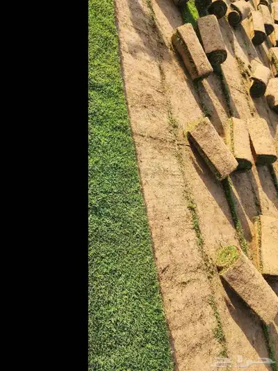 إنجيلة سي الفين طبيعي درجه اولى 3
