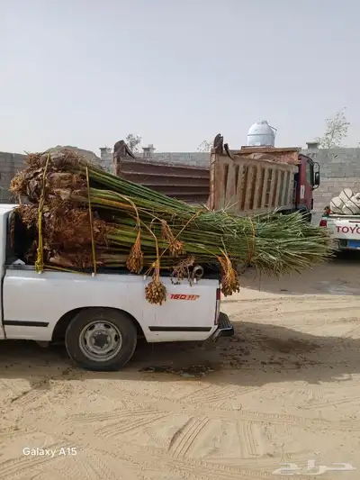 السلام عليكم ورحمه الله وبركاته عندنا نخل طيب متواجد في مكه 1