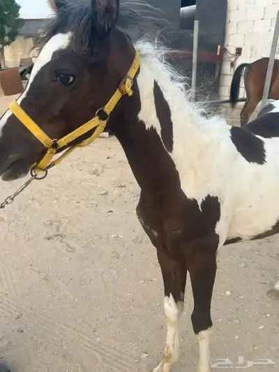 مهر شعبي للبيع 8