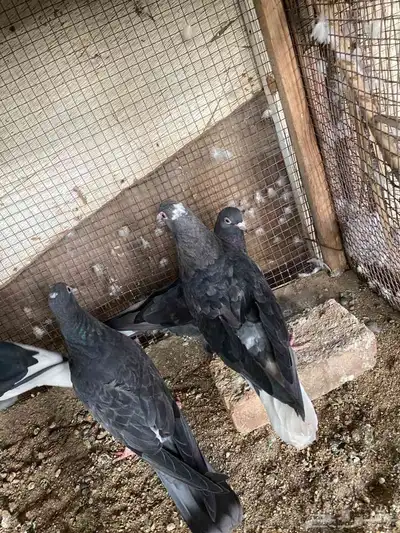 زاجل وقطيفي للبيع 4