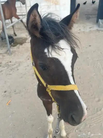 مهر شعبي للبيع 7