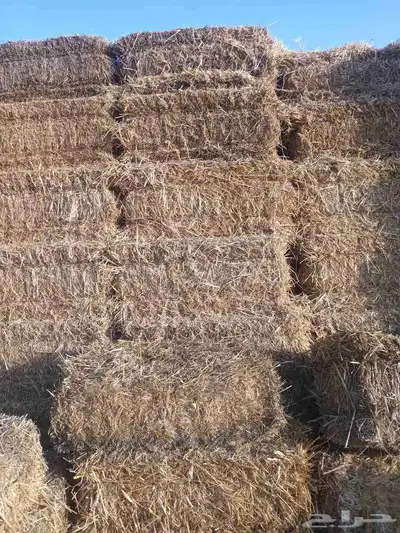 تبن شعير جاي له نطر خفيف شد 95 متر 0