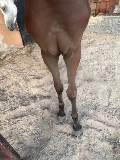 مهر شعبي للبيع 4