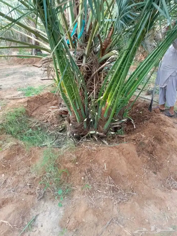 ابو محمد توريد نخيل مثمر وزينه وجميع المقاست متوفرة الدينا 6