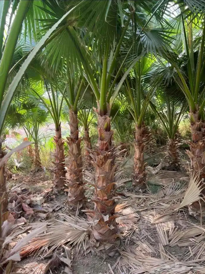نخل واشنطن زينه بجميع مقاساته ونخل عربي مثمر 6