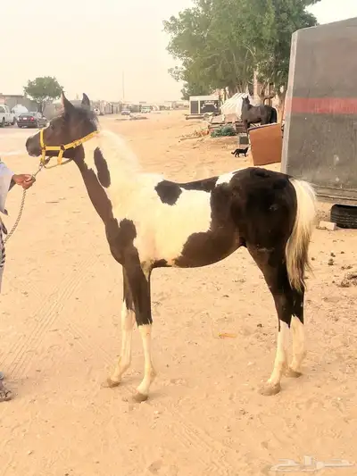 مهر شعبي للبيع 5