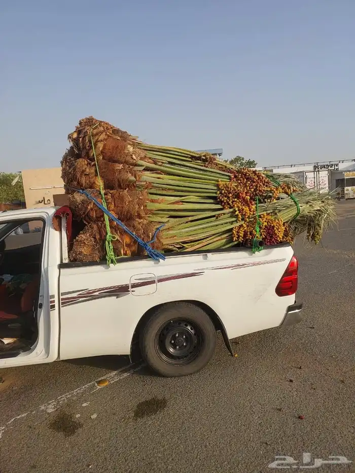 نخل واشنطن زينه بجميع مقاساته ونخل عربي مثمر 18