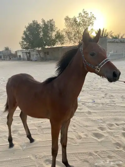 مهر شعبي للبيع 2