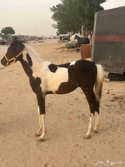 مهر شعبي للبيع 6