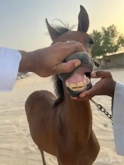 مهر شعبي للبيع 3