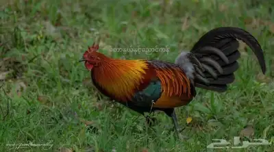 دجاج عربي أصيل 1