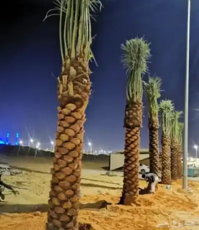 لدينا نخل وشنطني زينه نخل ممتاز جدا ونخل عربي مثمر 4