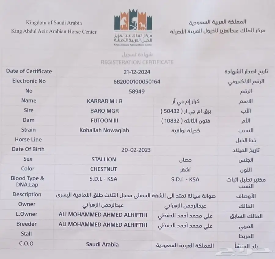 حصان جزيري 5