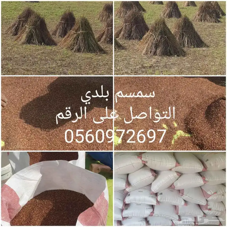 سمسم بلدي الموقع وادي قنونا سبت الجاره 0