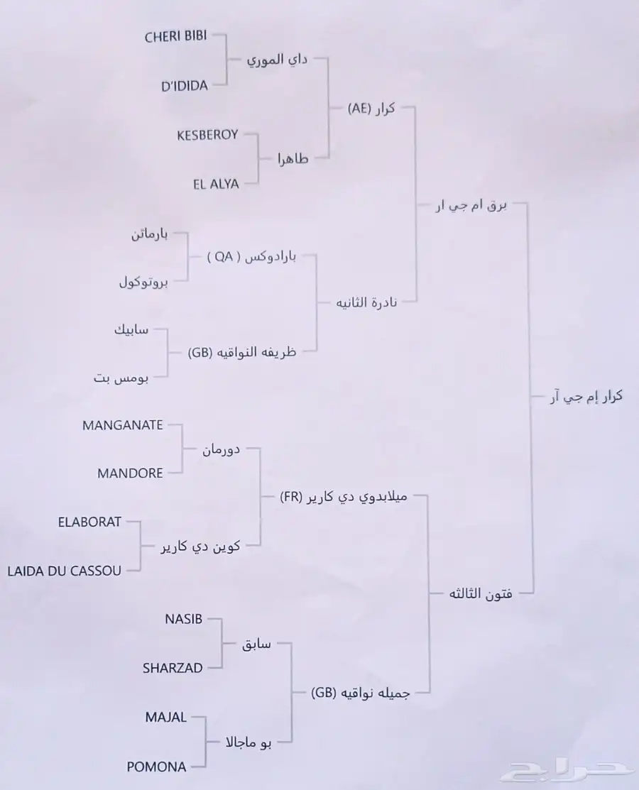 حصان جزيري 6