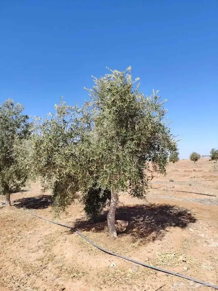 يوجد لديناء أشجار زيتون 1