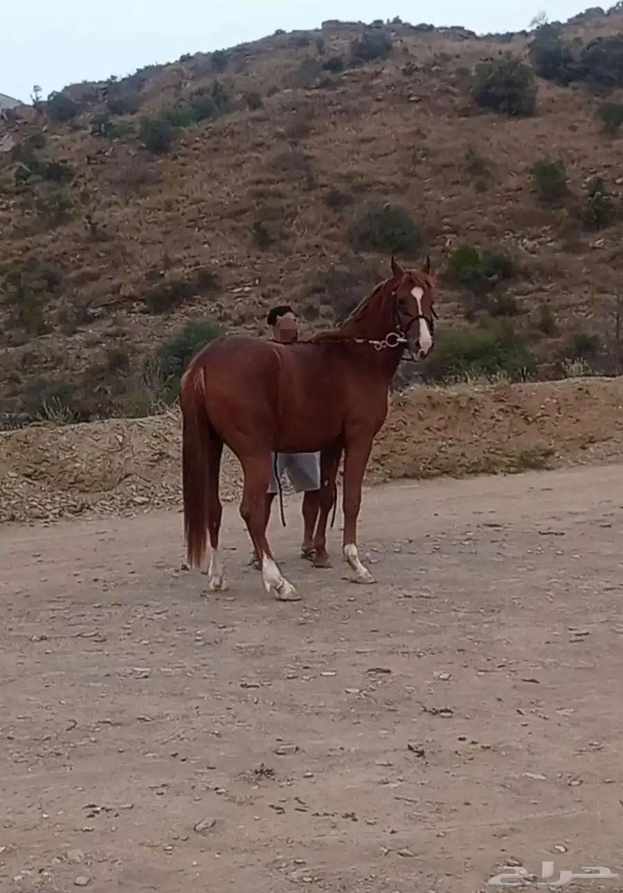 حصان جزيري 3
