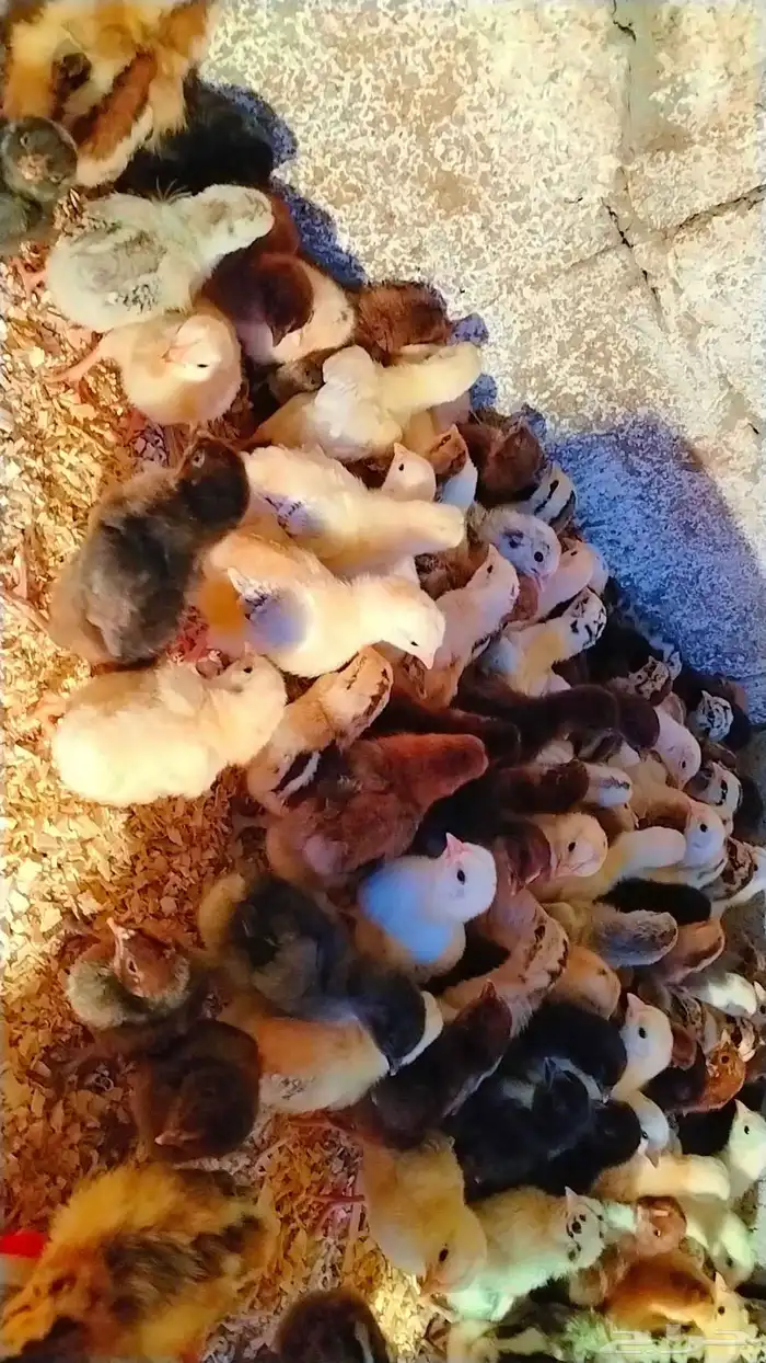 صوص بلدي العمر 10 يوم والصحه ممتاز ماشاءالله 8