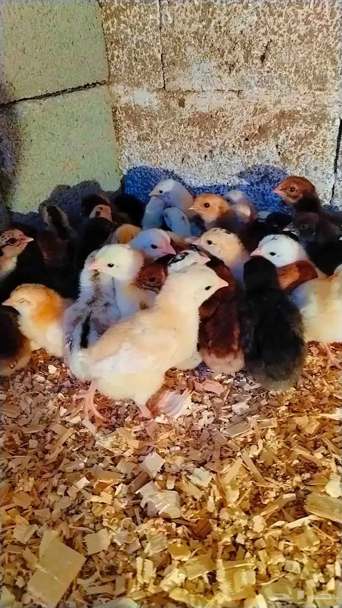 صوص بلدي العمر 10 يوم والصحه ممتاز ماشاءالله 0