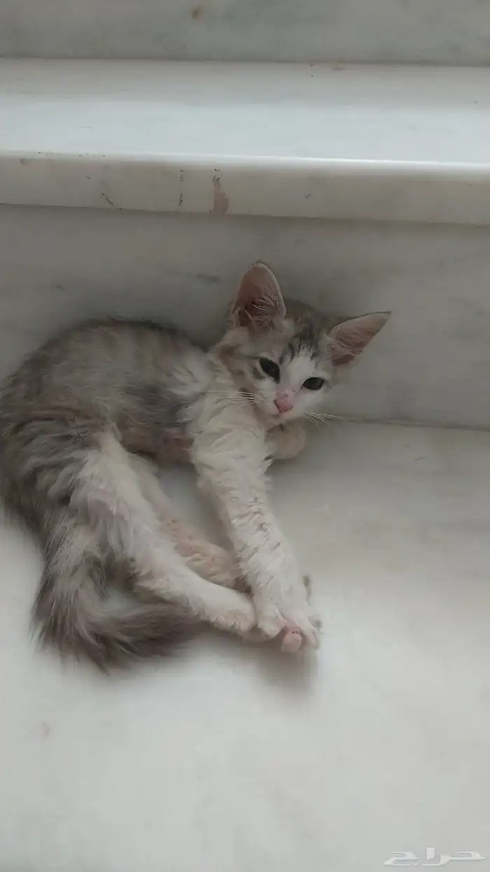 بسه جمييله وحلوه شيرازيه صغيره حلوه 0