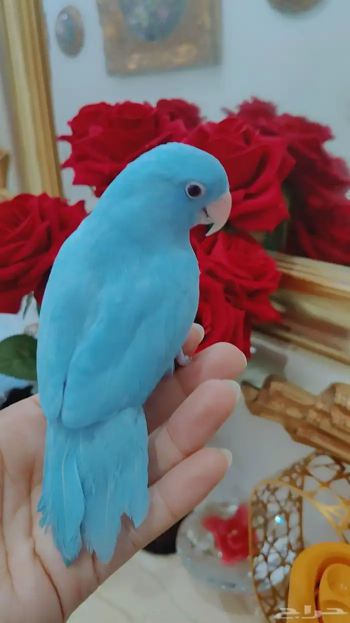 للبيع ببغاء الروز اليف جدأ لون السنافر الزرقاء الجميله 0
