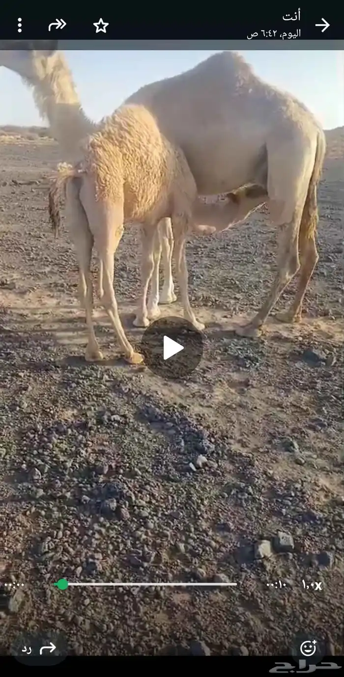 حشو حليب وعلى ربيع طيبه 2