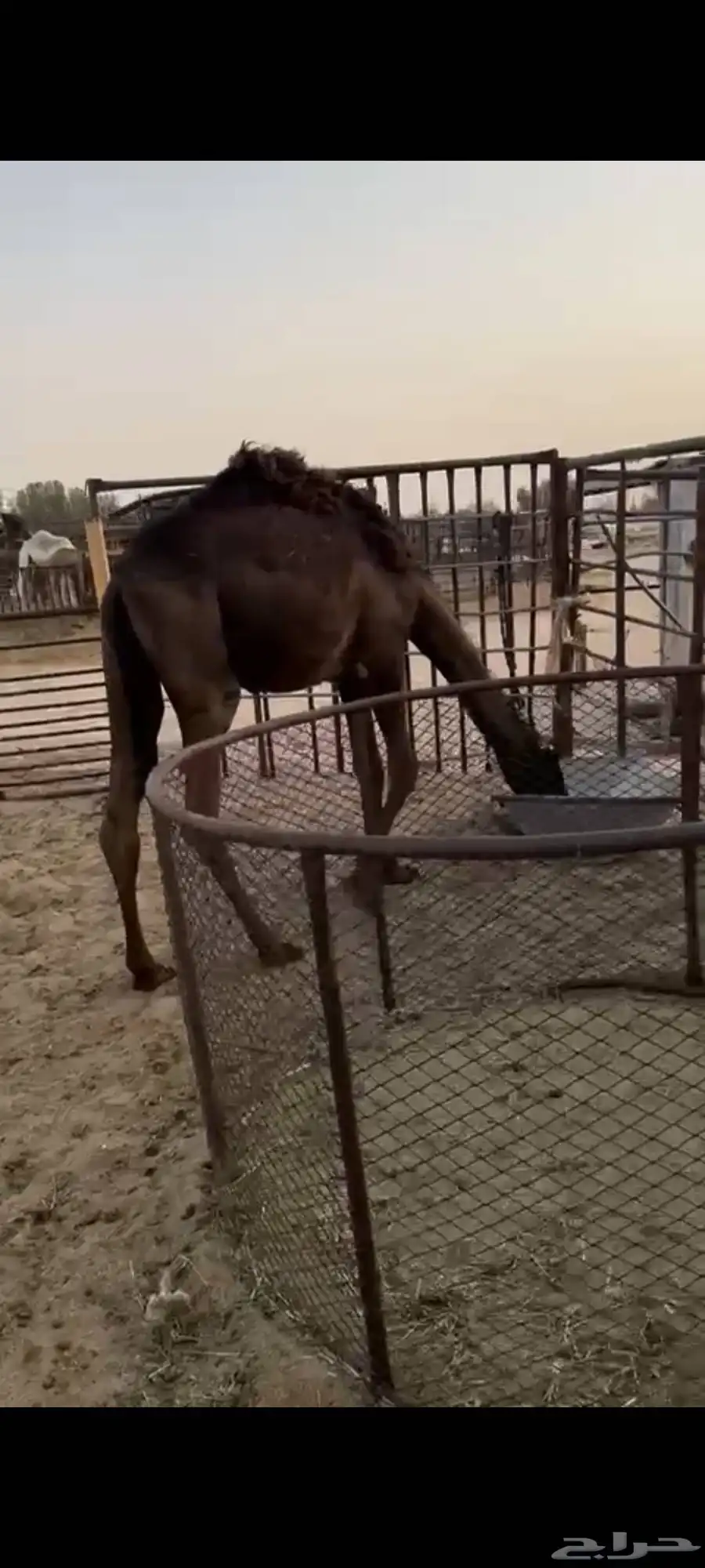 مفروده الموقع عريعره السوم 4100 0