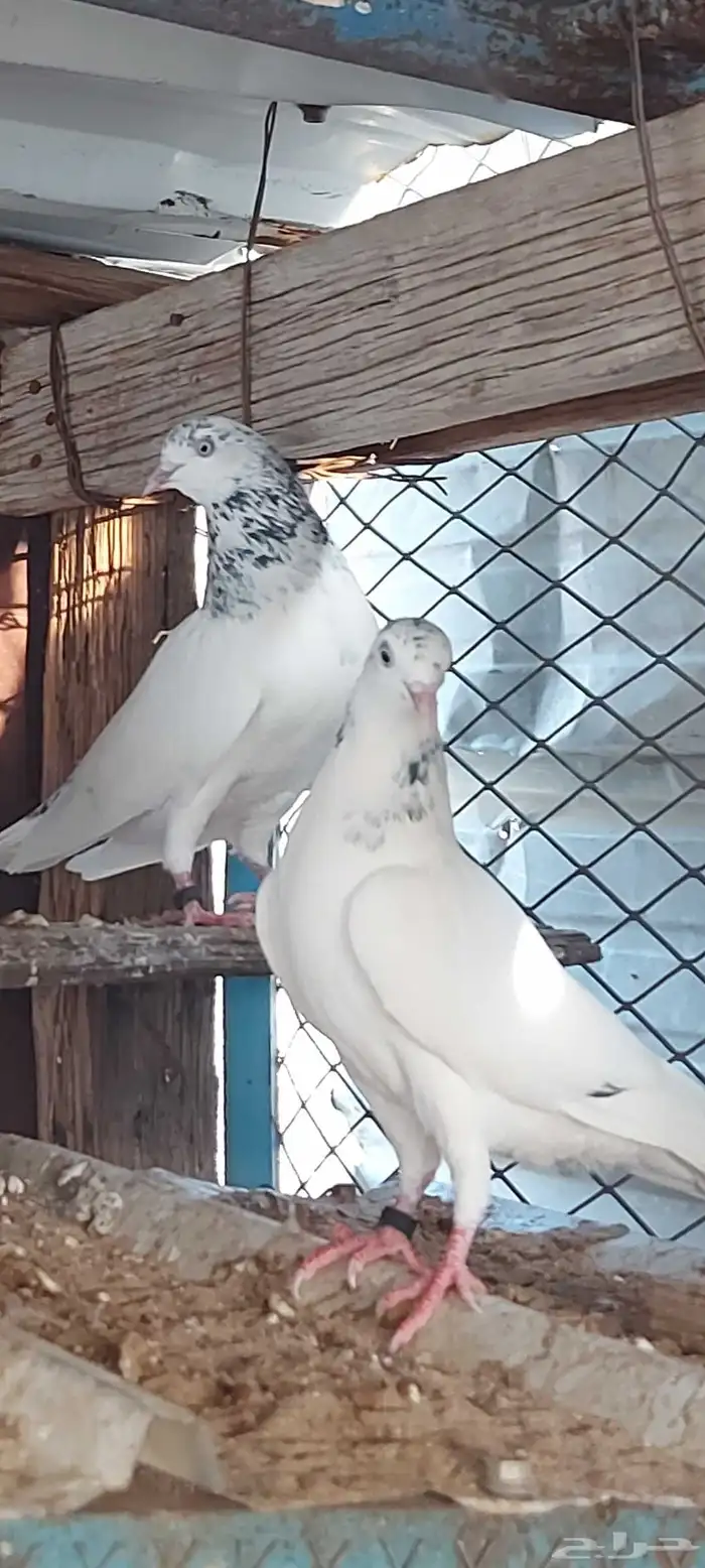 جوز جنسرا الفخم ولد الأصل يطرد على البيض 0