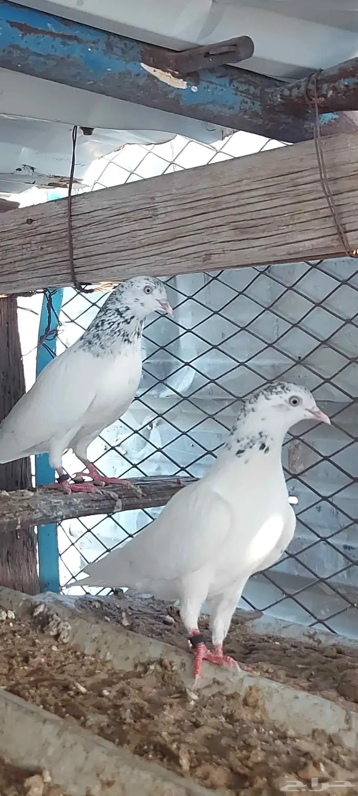 جوز جنسرا الفخم ولد الأصل يطرد على البيض 1