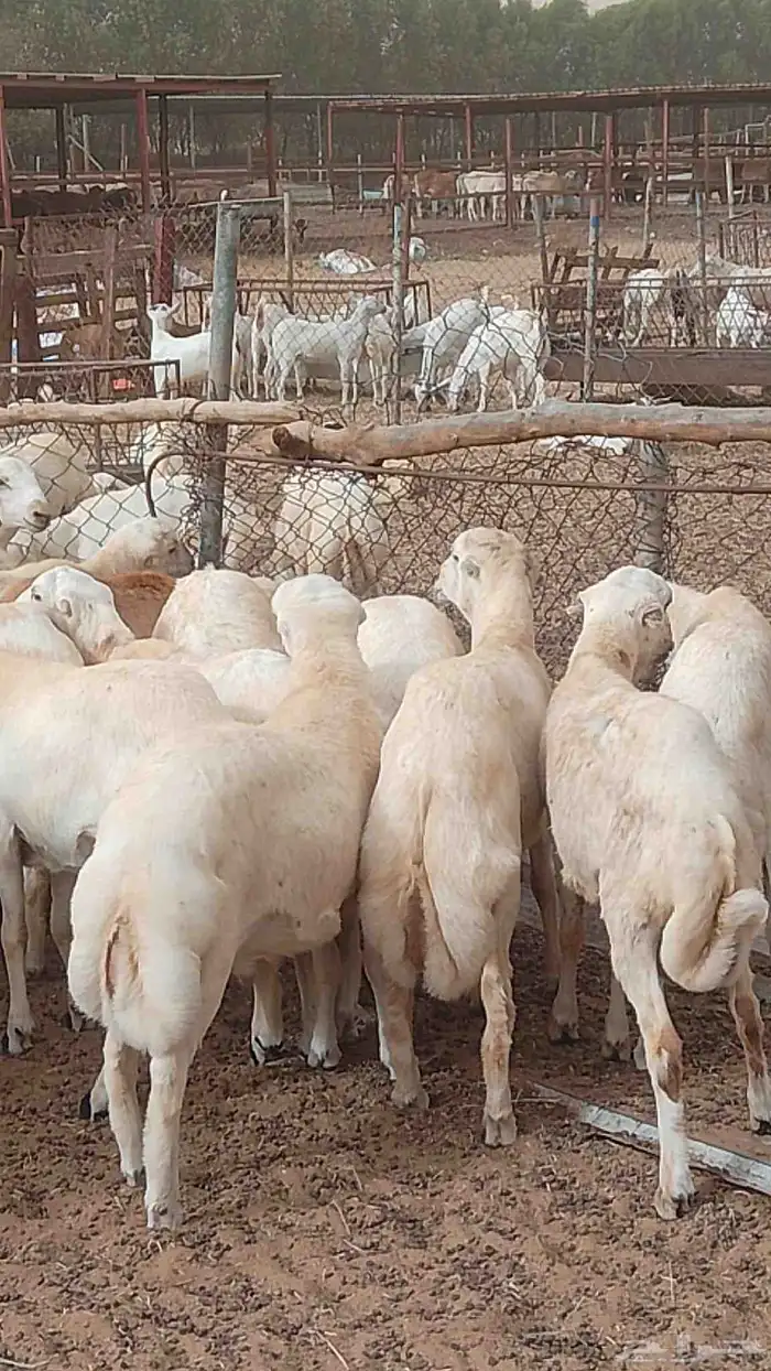معنا عنق بلدي رقم واحد معانا فران بلدي رقم واحد 0