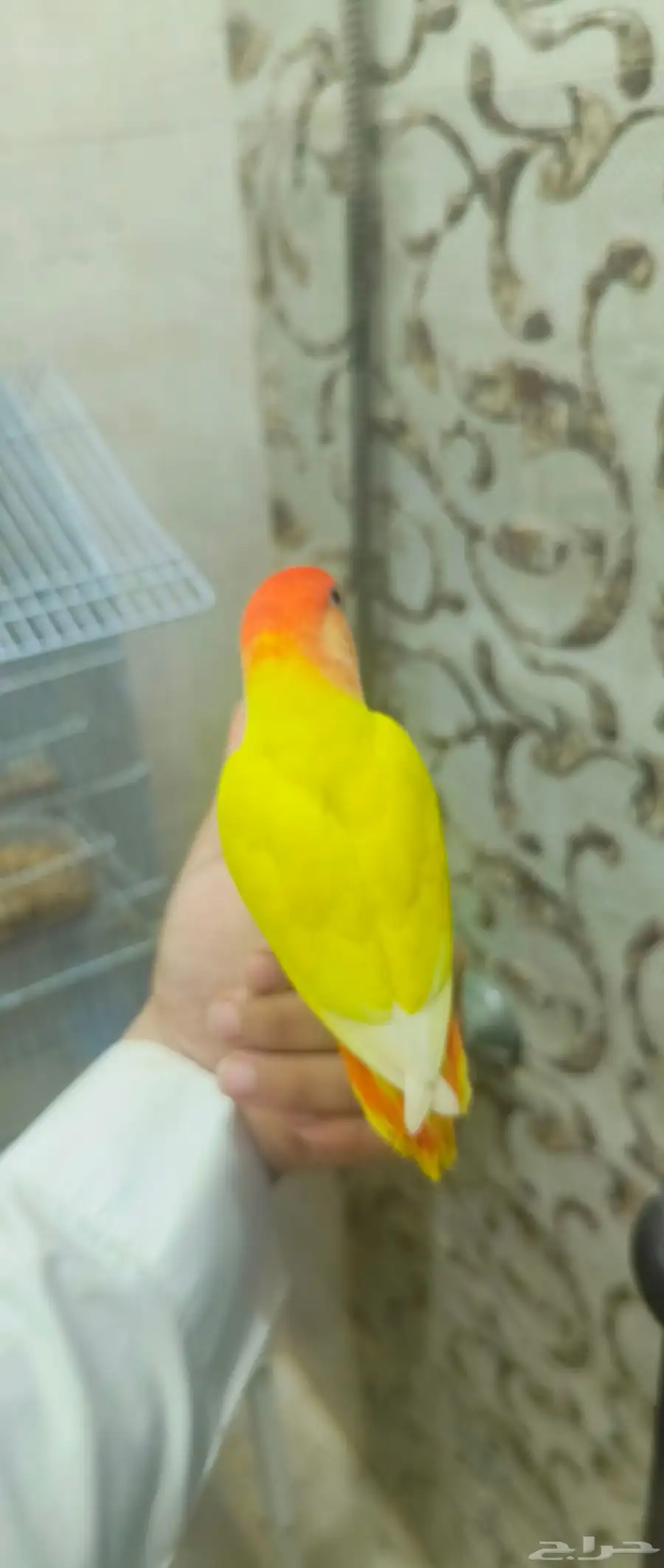 طير روز وفيشر للبيع 2