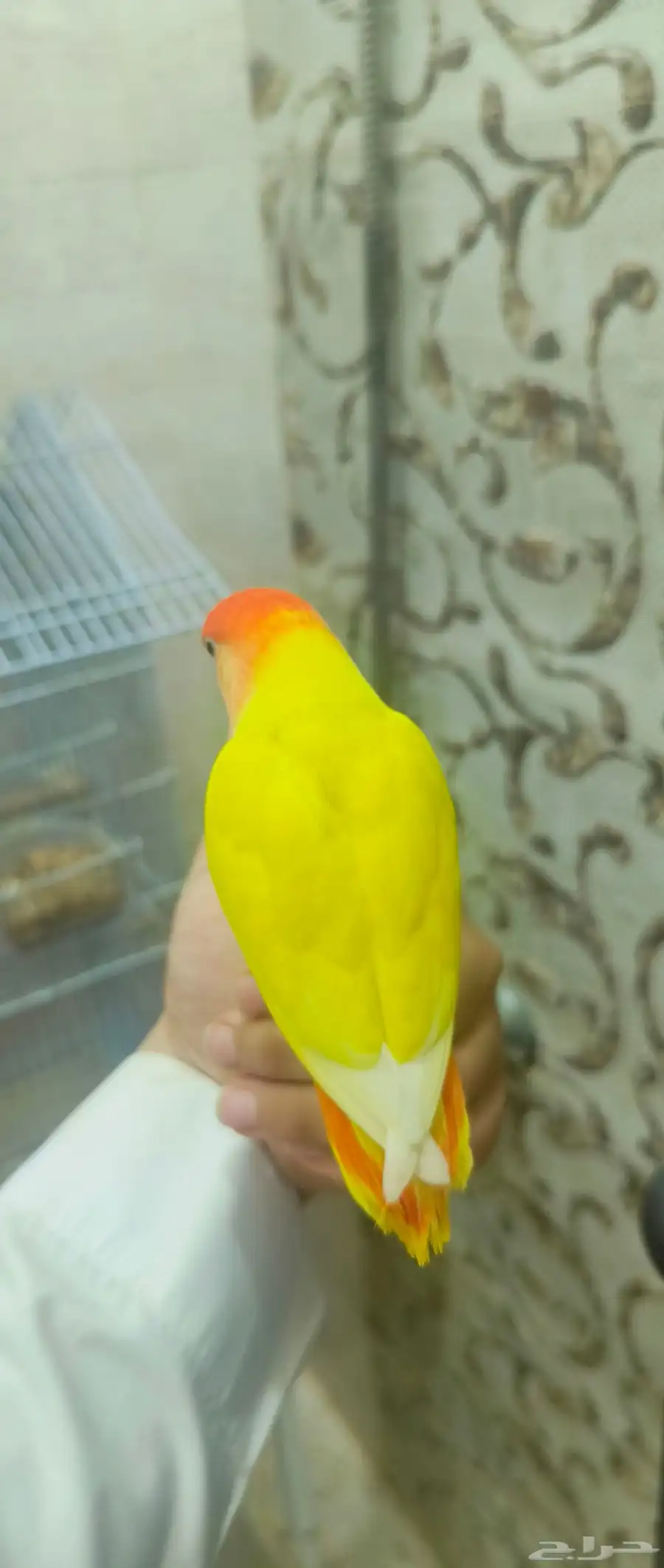 طير روز وفيشر للبيع 1