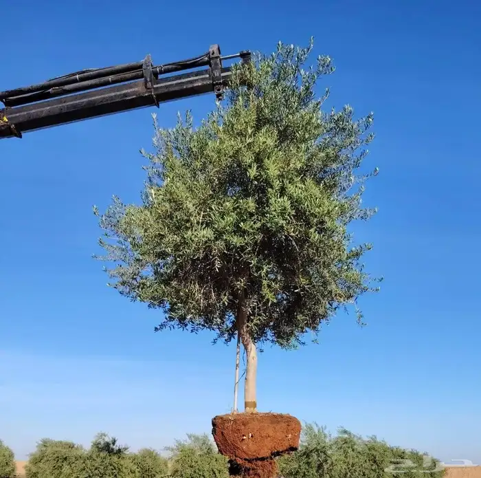 يوجد لديناء أشجار زيتون 4