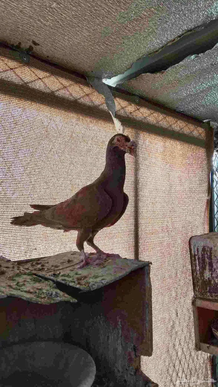 حمام كرير جوز منتج 2