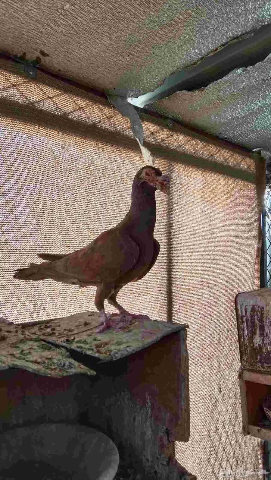حمام كرير جوز منتج 2