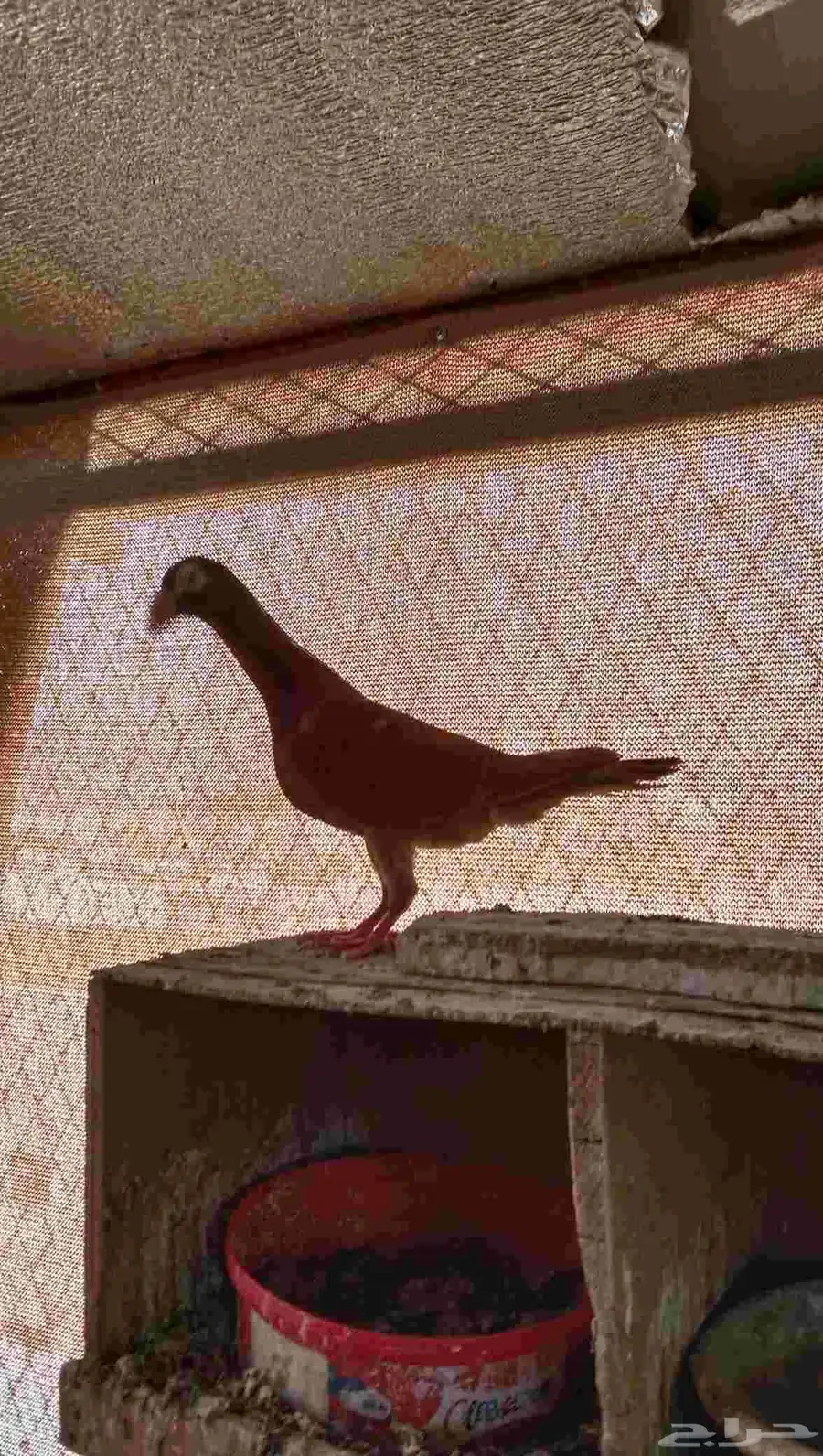 حمام كرير جوز منتج 0