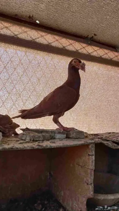 حمام كرير جوز منتج index