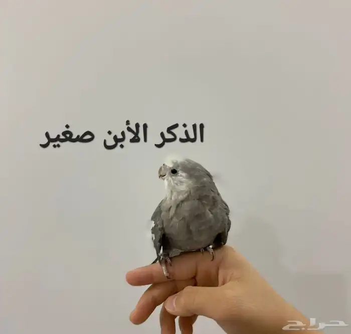 للبيع طيور كروان أليفه 0
