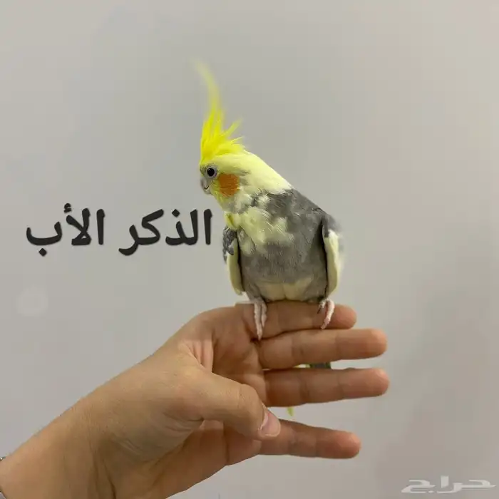 للبيع طيور كروان أليفه 1