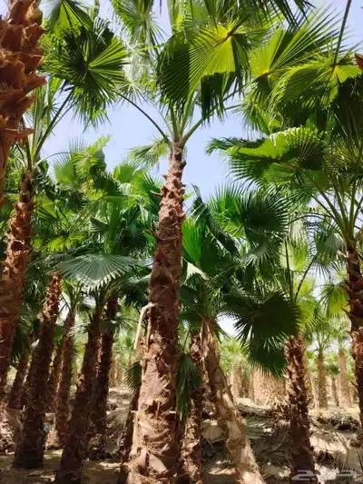 لدينا نخل وشنطني زينه نخل ممتاز جدا ونخل عربي مثمر 0