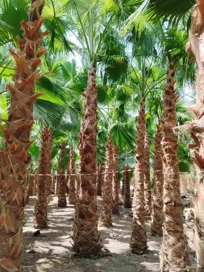 لدينا نخل وشنطني زينه نخل ممتاز جدا ونخل عربي مثمر 1