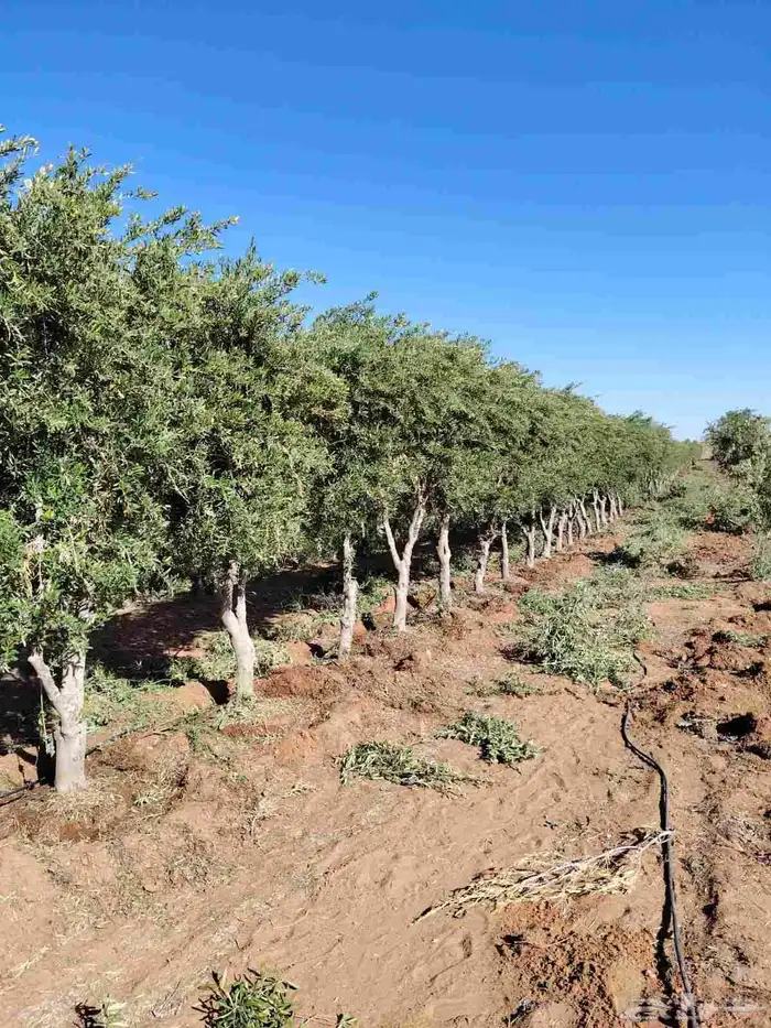 يوجد لديناء أشجار زيتون 7