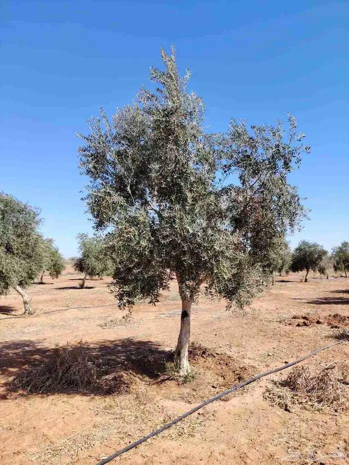 يوجد لديناء أشجار زيتون 2