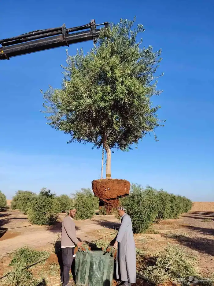 يوجد لديناء أشجار زيتون 5