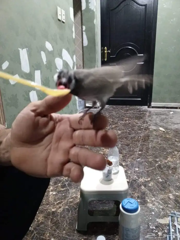 للبيع بلبول نهايه غر بدي ياكل 0