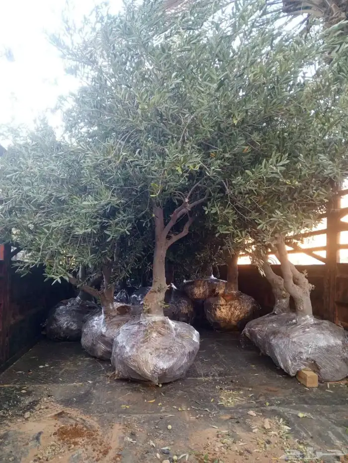 يوجد لديناء أشجار زيتون 0